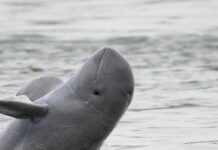 WWF ประกาศโลมาแม่น้ำโขงสูญพันธุ์โดยปริยายแล้วในประเทศลาว