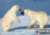 น่าเอ็นดูสุดๆ!เมื่อลูกหมีขั้วโลกสู้กันจนขาชี้ฟ้า