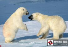 น่าเอ็นดูสุดๆ!เมื่อลูกหมีขั้วโลกสู้กันจนขาชี้ฟ้า