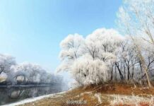 ป่าไม้งาม กลางหิมะขาว ในเทียนจิน ป่าไม้งาม กลางหิมะขาว ในเทียนจิน