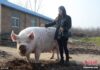 ราชันย์แห่งสุกร!หมูยักษ์หนัก 750 โลฯในเจิ้งโจว ราชันย์แห่งสุกร!หมูยักษ์หนัก 750 โลฯในเจิ้งโจว