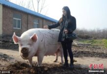 ราชันย์แห่งสุกร!หมูยักษ์หนัก 750 โลฯในเจิ้งโจว ราชันย์แห่งสุกร!หมูยักษ์หนัก 750 โลฯในเจิ้งโจว