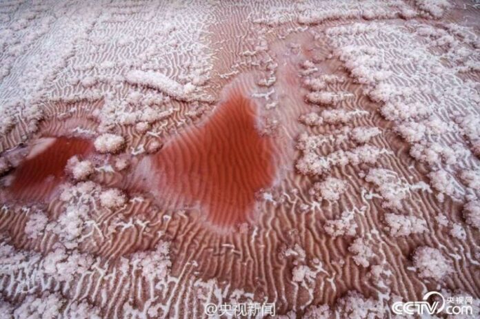 อัศจรรย์ธรรมชาติ！ปรากฏการณ์ ”ทะเลทรายสีชมพู” บนทะเลสาบเกลือ