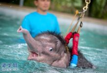 ชาวพัทยาช่วยลูกช้างตัวน้อยด้วยวิธีธาราบำบัด ชาวพัทยาช่วยลูกช้างตัวน้อยด้วยวิธีธาราบำบัด