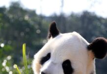 ฟรุ้งฟริ้ง! ภาพแพนด้าผ่าน “เหม่ยถู” แอพแต่งภาพยอดฮิตของจีน ฟรุ้งฟริ้ง!ภาพแพนด้าผ่าน “เหม่ยถู” แอพแต่งภาพยอดฮิตของจีน