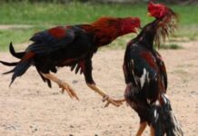 ต่างชาติทึ่ง! ไก่ชนไทยราคาสูงถึง 2 ล้านบาท ต่างชาติทึ่ง! ไก่ชนไทยราคาสูงถึง 2 ล้านบาท