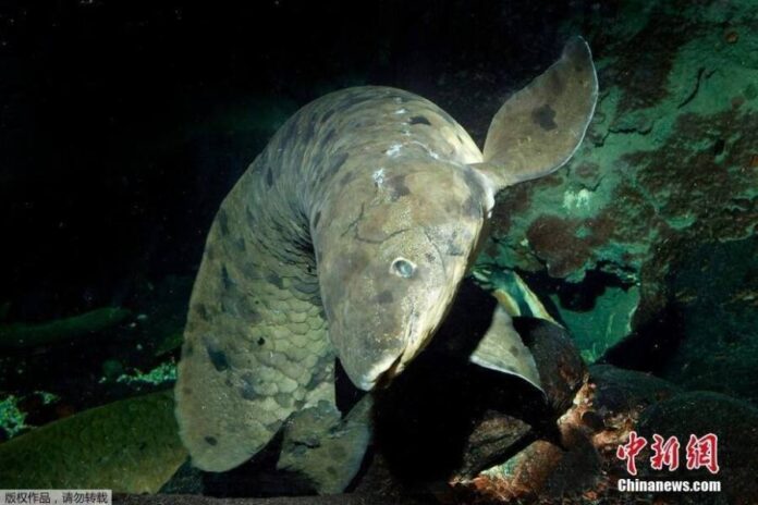 รู้จัก “คุณปู่” ปลาที่อายุยืนที่สุดในโลก