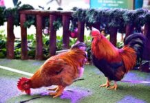 จับไก่ปีไก่ถือเป็น “สิริมงคล” จับไก่ปีไก่ถือเป็น "สิริมงคล"