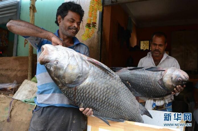 สุดคึกคัก！บรรยากาศตลาดปลาในอินเดีย