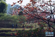 ล่องเรือ นั่งรถไฟ เพลิดเพลินไปกับสีแดงเพลิงของวสันตฤดู ล่องเรือ นั่งรถไฟ เพลิดเพลินไปกับสีแดงเพลิงของวสันตฤดู