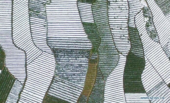 สวนชาใต้พรมหิมะ ในอู๋เจียไถ