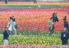 ชาวมังกรแห่เที่ยวทุ่งทิวลิปในหูหนาน