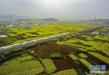 เหลืองอร่าม! รถไฟความเร็วสูงแล่นผ่านทุ่งคาโนลา