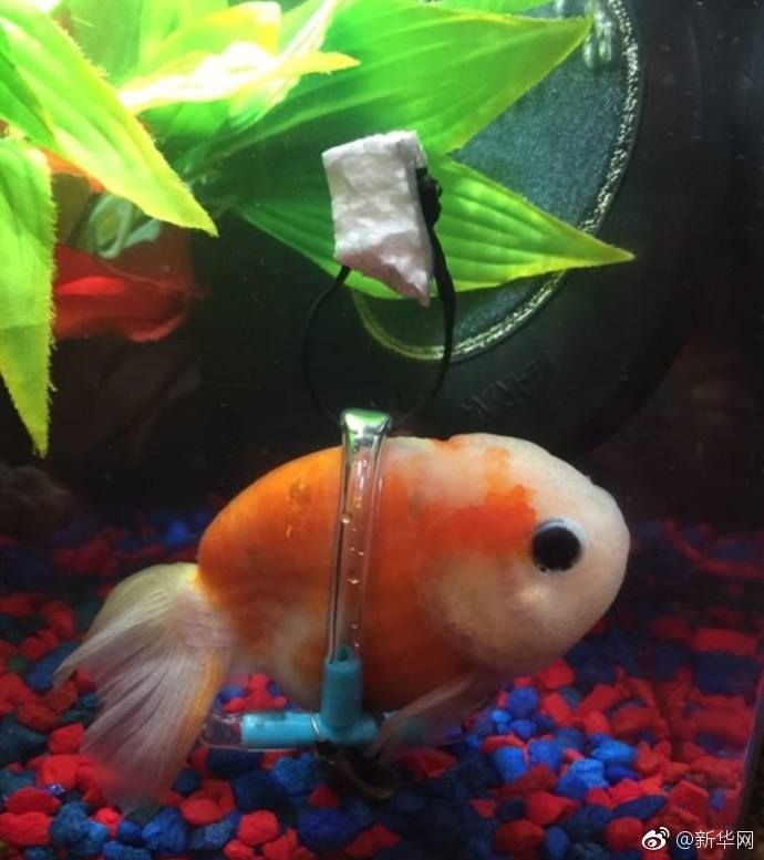 17342781_1888794118003268_2274693042449406363_n