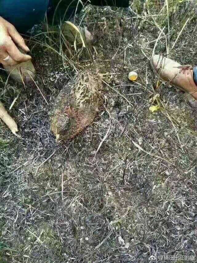 17522967_1897567423792604_6665770725504265917_n