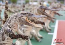 ตำรวจกว่างซีค้นรถบรรทุกเจอ ชิ้นส่วนจระเข้ 537 ชิ้น