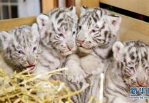 ความน่ารักของเสือโคร่งขาวเบงกอลแฝดสี่ในออสเตรีย