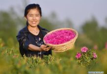 เพลินใจ! เที่ยวทุ่งกุหลาบแถมเด็ดกินได้ในเหอเป่ย