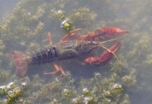 กุ้งเครฟิชแห่งดินแดนสามเหลี่ยมทองคำ