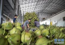 ‘หนึ่งแถบหนึ่งเส้นทาง’ หนุนผลไม้ไทยขยายตลาดจีนและมุ่งสู่ทั่วโลก