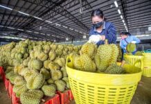 ไทยระวังเสียแชมป์ การส่งออกทุเรียนไปจีน