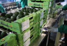บริษัทจีน-แอฟริกา ปิดดีลซื้อผลไม้ล็อตใหญ่ 70 ล้านหยวน