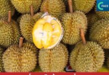 โอกาสสินค้าเกษตรไทยในการเจาะตลาดแดนมังกร