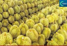 ส่องทุเรียนไห่หนาน ออกสู่ตลาดเดือนมิถุนายนนี้