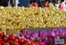 ส่งเสริมให้ส้มโอน้ำผึ้งก่วนซีเป็นอุตสาหกรรมหลักของท้องถิ่น – เส้นทางสี จิ้นผิง(38)