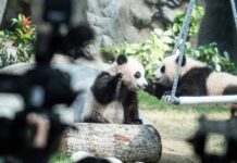 ฝาแฝดแพนด้ายักษ์คู่แรกของฮ่องกง เตรียมเปิดตัวสู่สาธารณะที่ Ocean Park